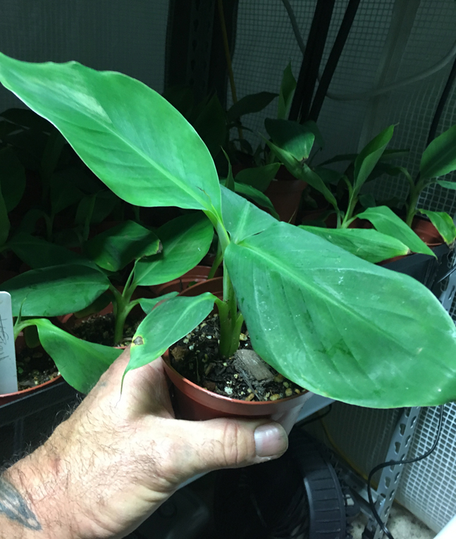 banana Fertilizer